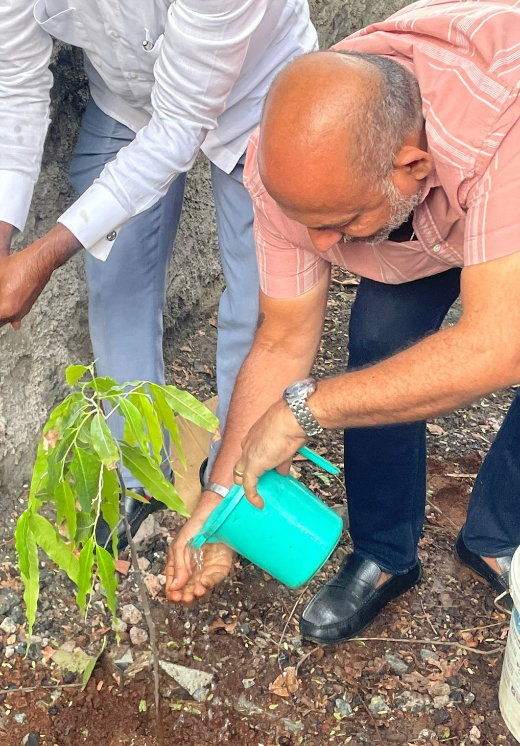 treeplantation