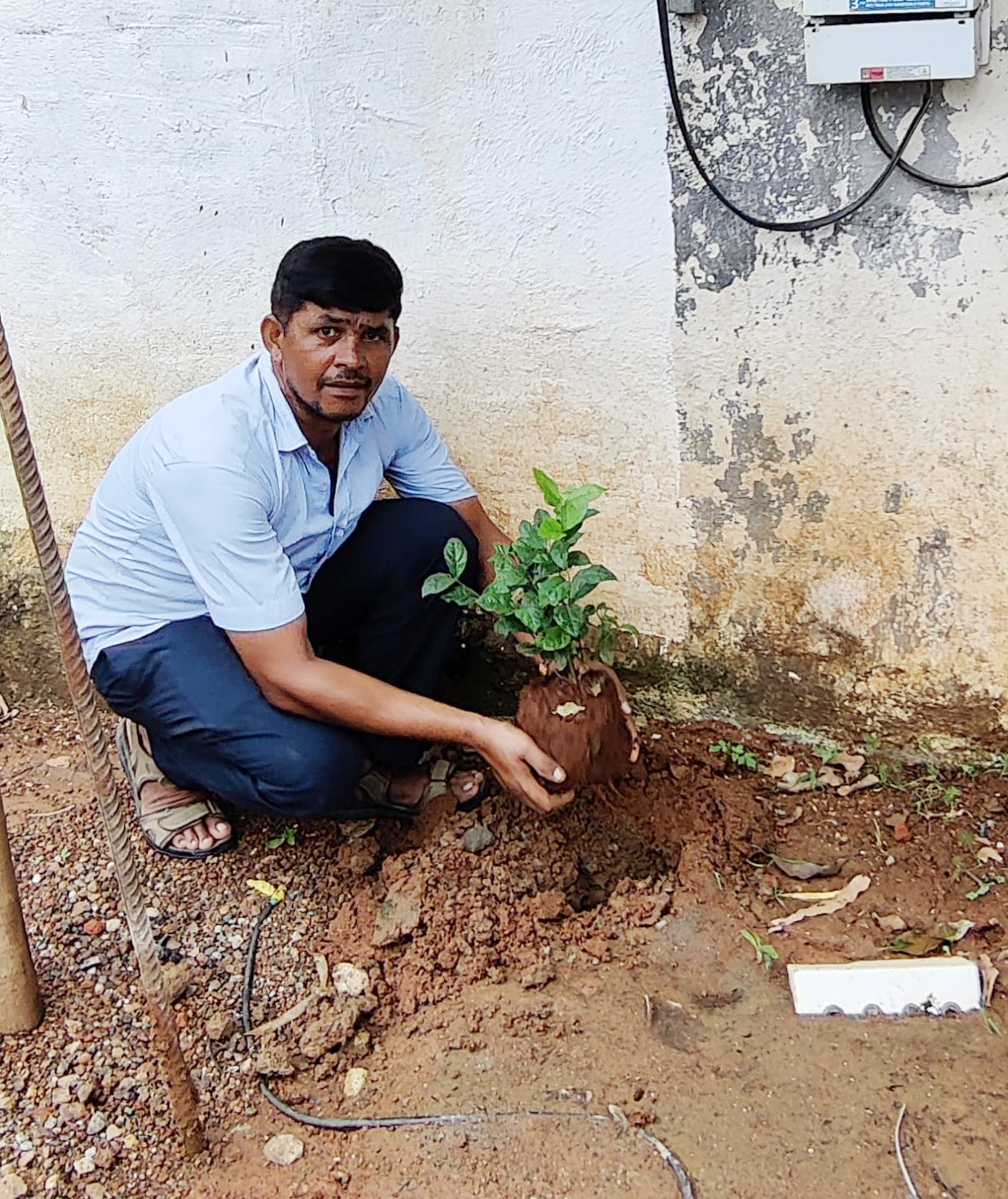 treeplantation