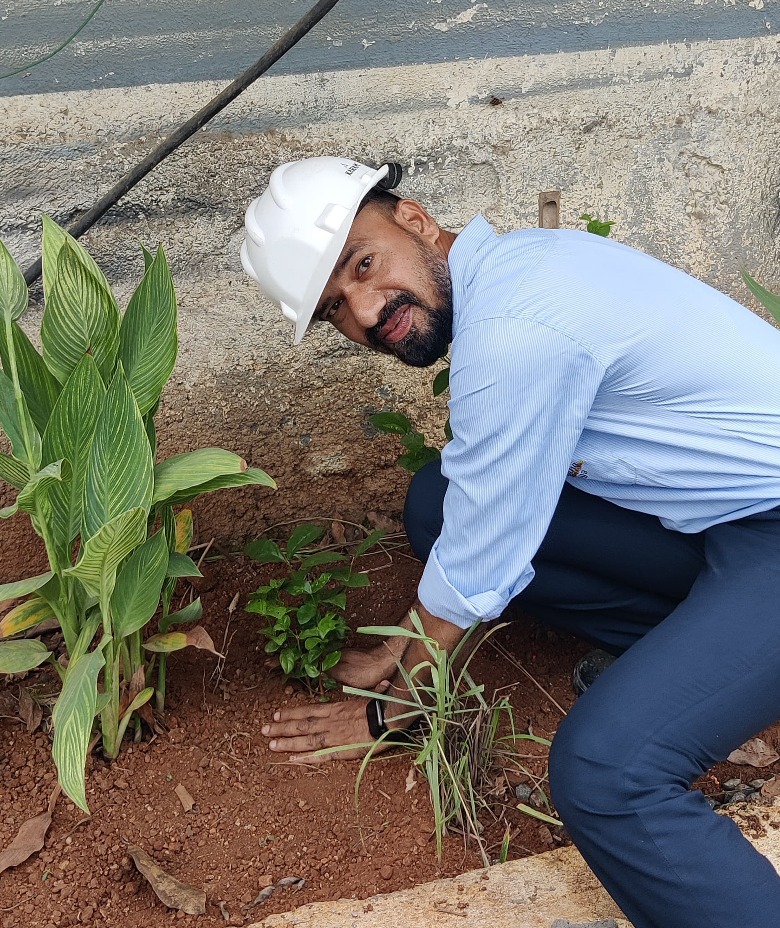 treeplantation