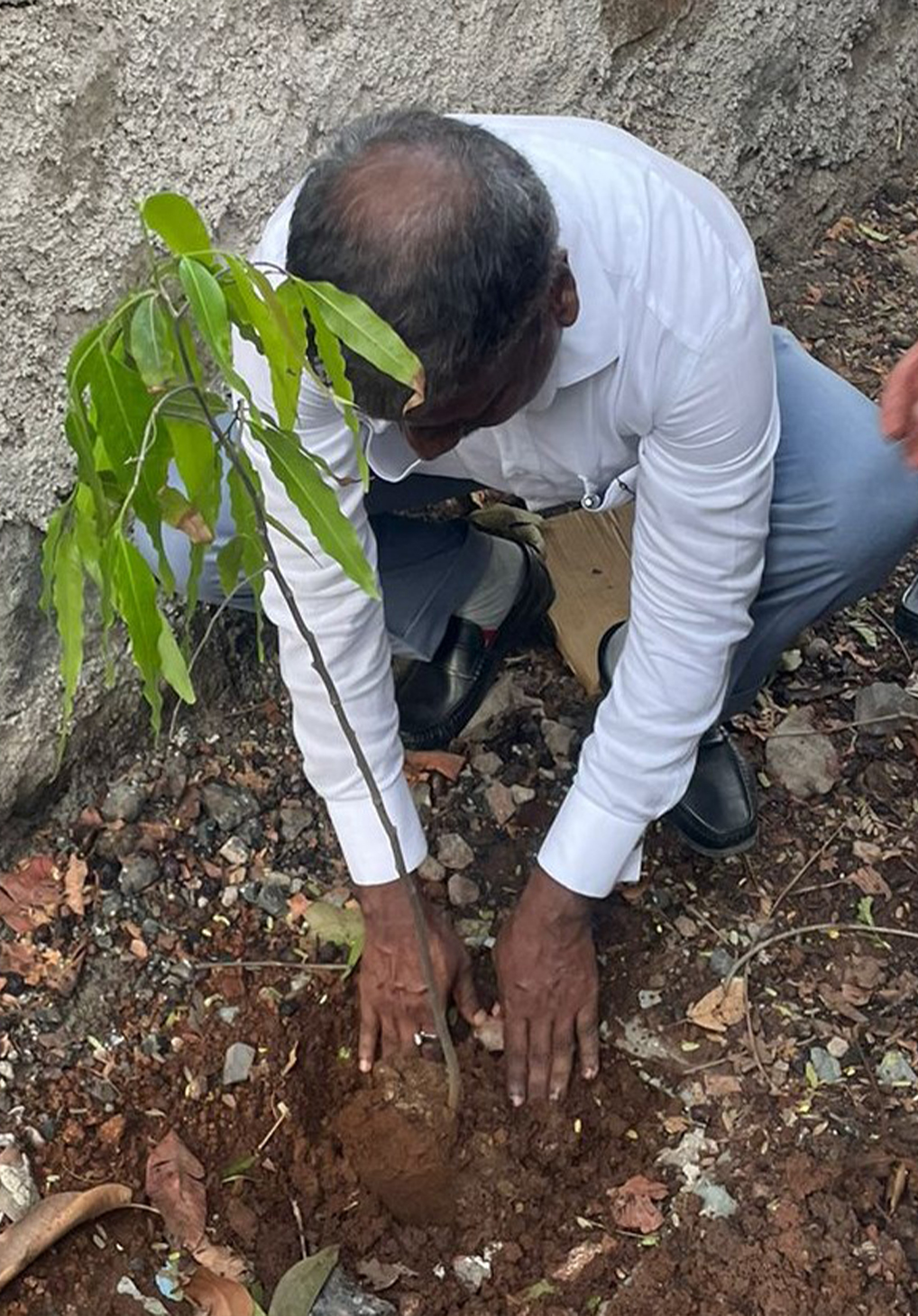 treeplantation