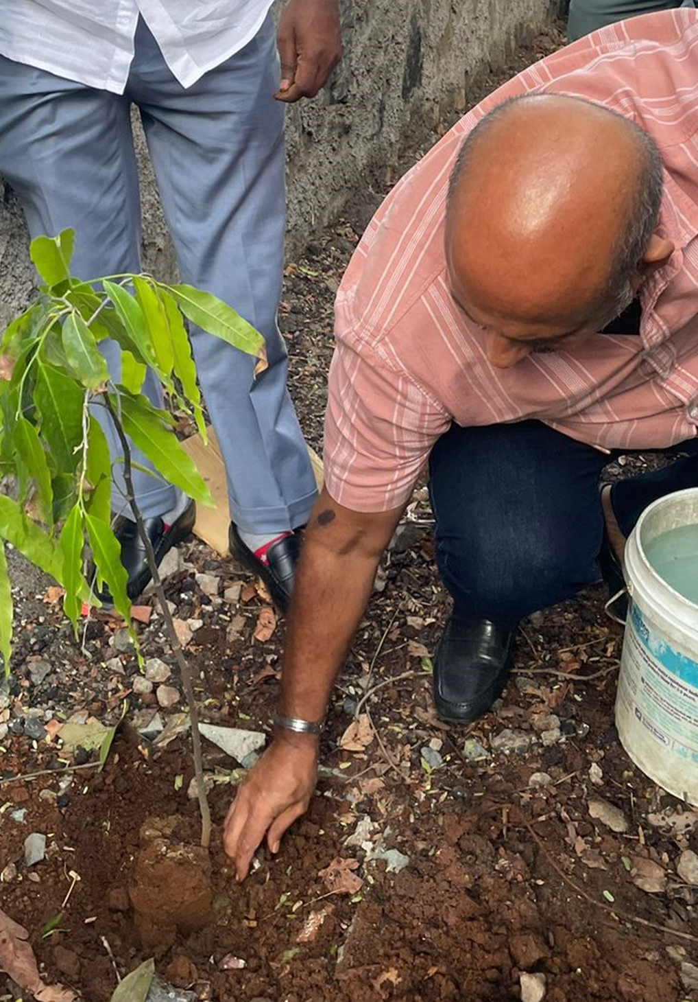 treeplantation