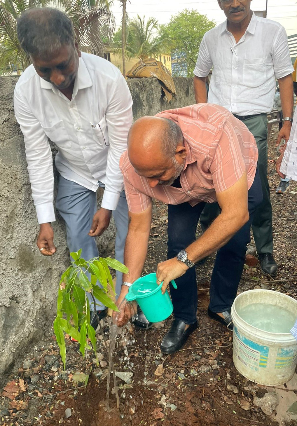 treeplantation